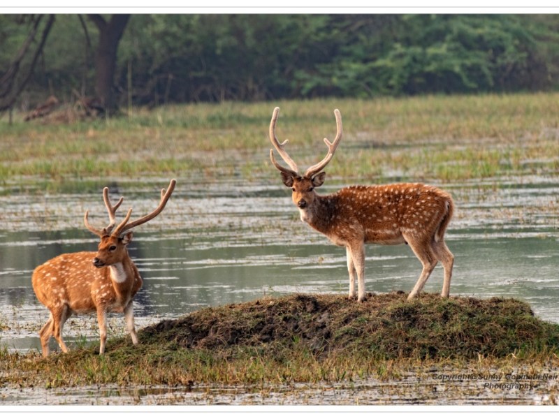 Birdwatching in Bharatpur