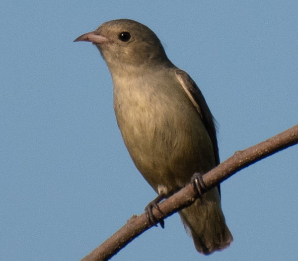 Pale Billed Flowerpecker
