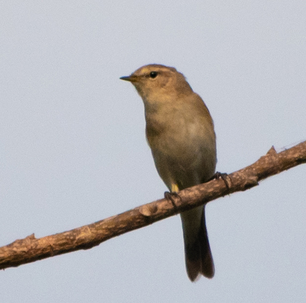 Sulphur Bellied Warbler