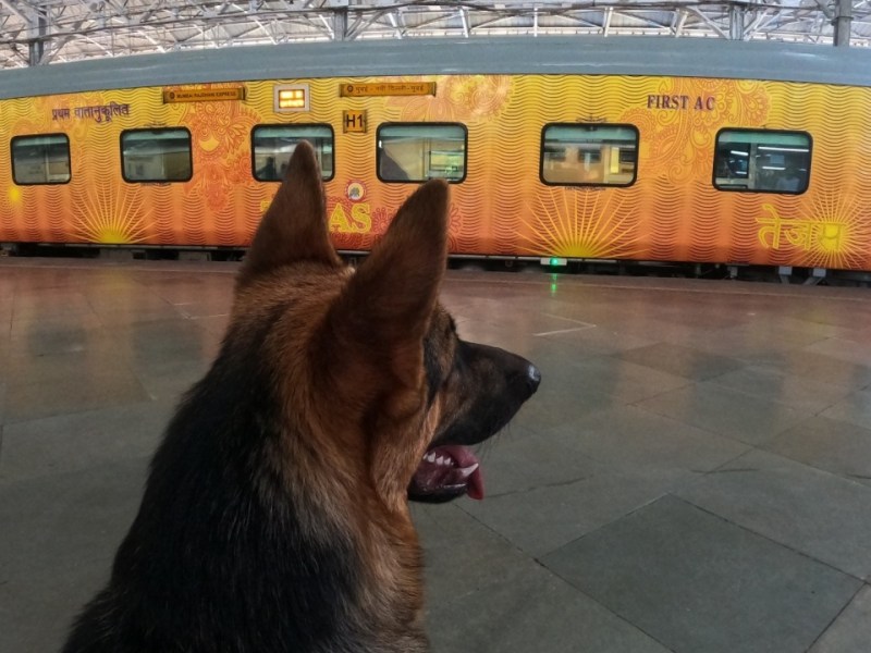 Train travel: How to travel with your pet dog in Indian&nbsp;railways