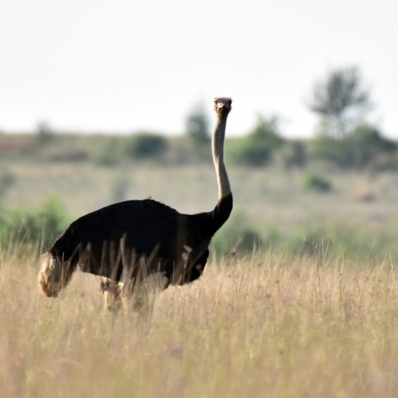 Unforgettable stops after Kruger National Park: Wildlife adventures in Polokwane and&nbsp;Johannesburg