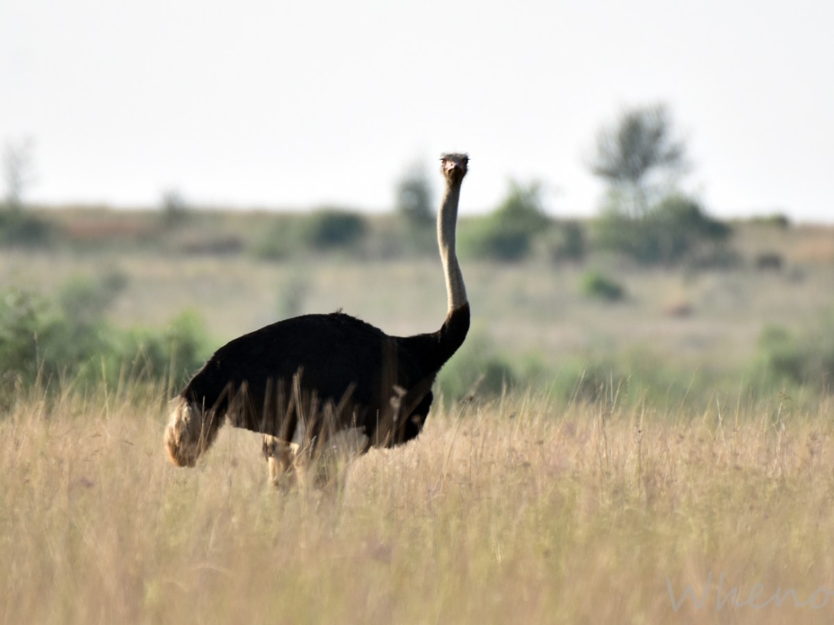 Unforgettable stops after Kruger National Park: Wildlife adventures in Polokwane and&nbsp;Johannesburg